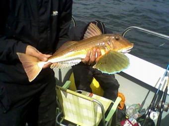 3 lb Tub Gurnard by Unknown