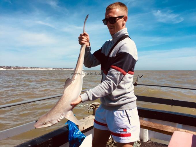 11 lb Starry Smooth-hound by Unknown