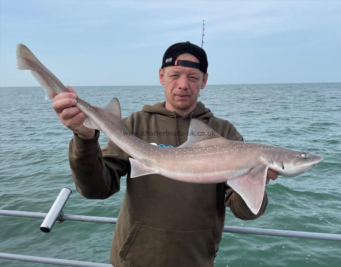 8 lb Smooth-hound by Unknown