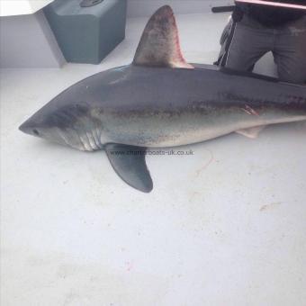 450 lb 8 oz Porbeagle by Alex steel