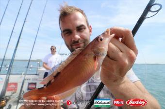 1 lb Cuckoo Wrasse by Iwan