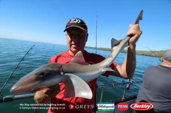 10 lb Starry Smooth-hound by Tommy
