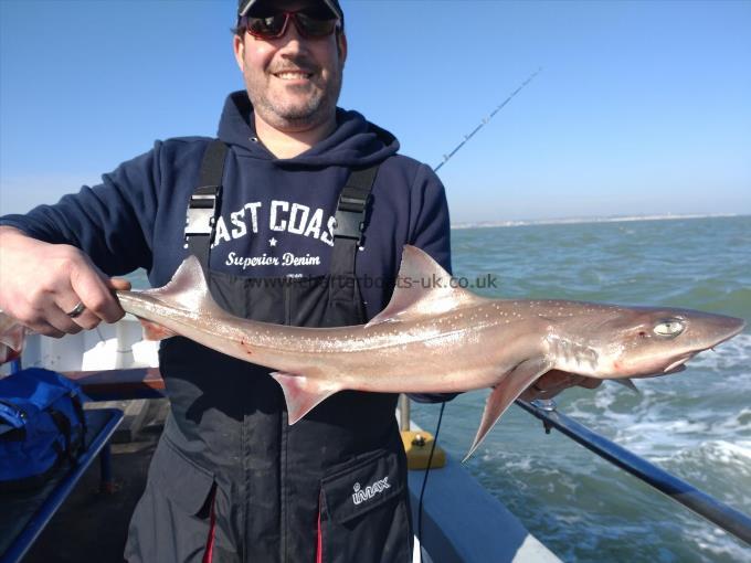5 lb Starry Smooth-hound by Ian