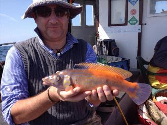 12 oz Cuckoo Wrasse by Matthew