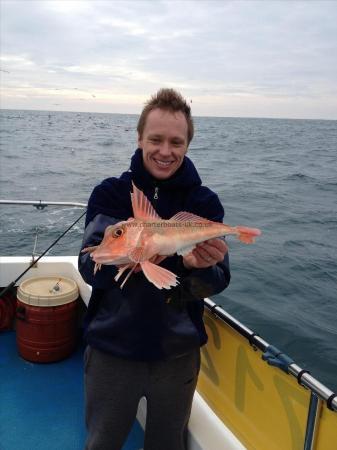 2 lb Red Gurnard by Paul