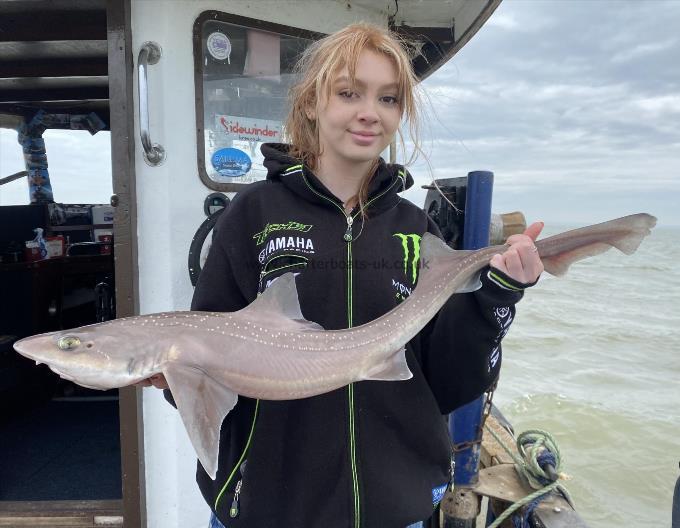 8 lb Smooth-hound by Unknown