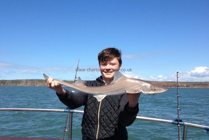 4 lb Smooth-hound by Charlie