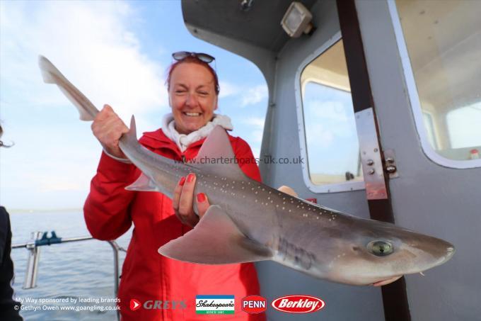 8 lb Starry Smooth-hound by Karen