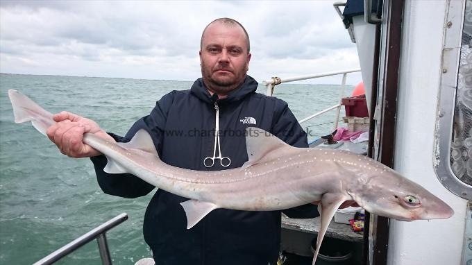 9 lb 7 oz Smooth-hound (Common) by Ian from London