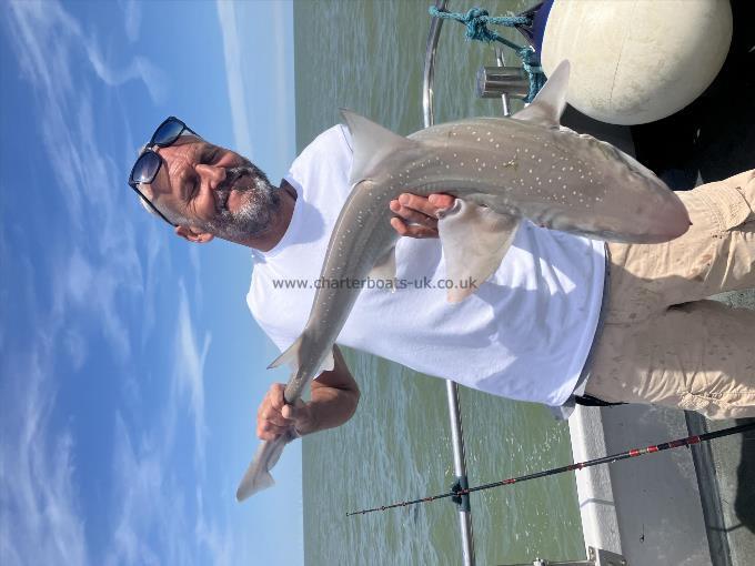 10 lb Smooth-hound by Unknown