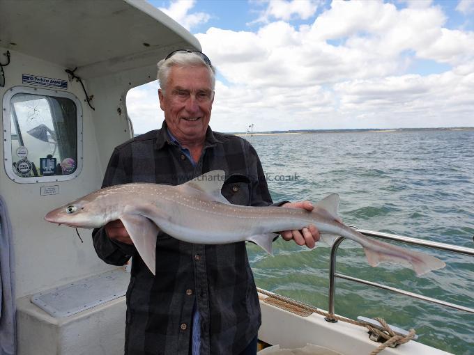 11 lb 4 oz Starry Smooth-hound by Bob Marshall