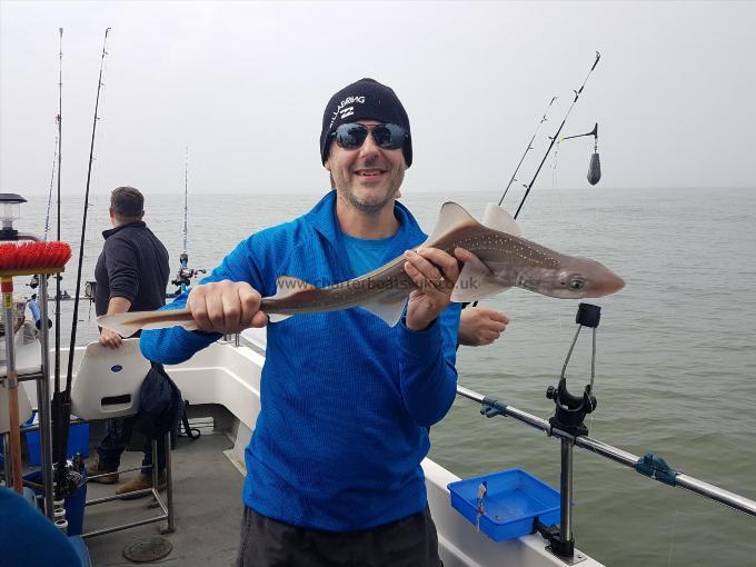 4 lb Starry Smooth-hound by Geoff Riley