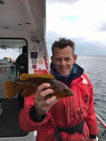 1 lb 8 oz Ballan Wrasse by Matt Todd