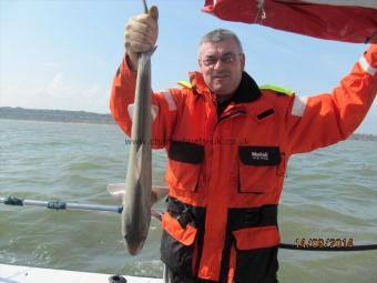 4 lb 5 oz Smooth-hound (Common) by Kevin