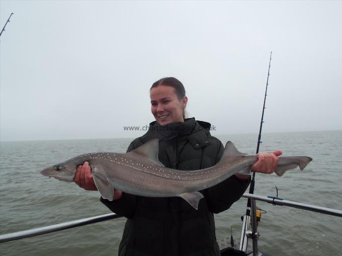 2 oz Smooth-hound by Unknown