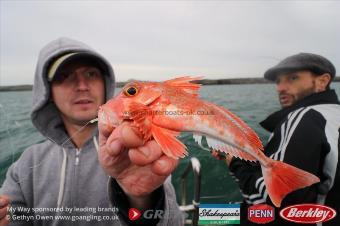 8 oz Red Gurnard by Nai