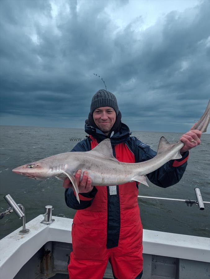 11 lb Smooth-hound (Common) by Wayne