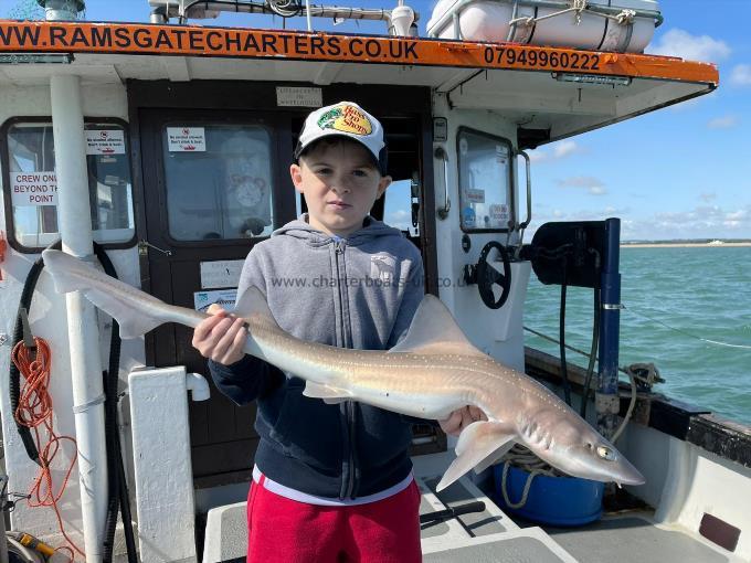 6 lb Starry Smooth-hound by Unknown