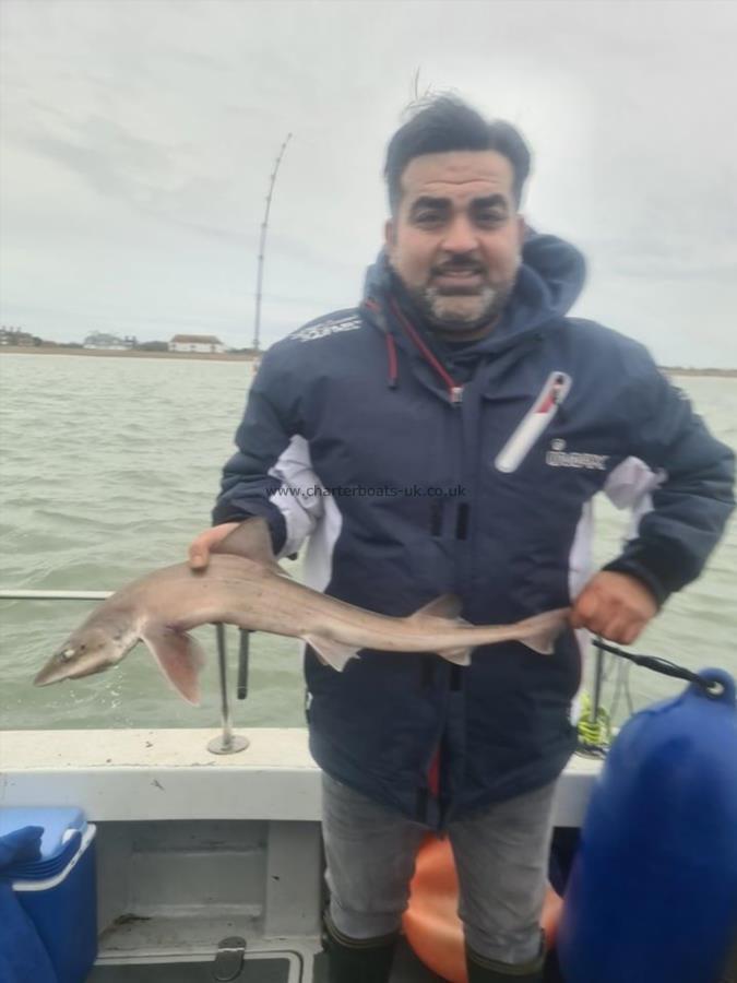 3 lb 5 oz Smooth-hound by Mass