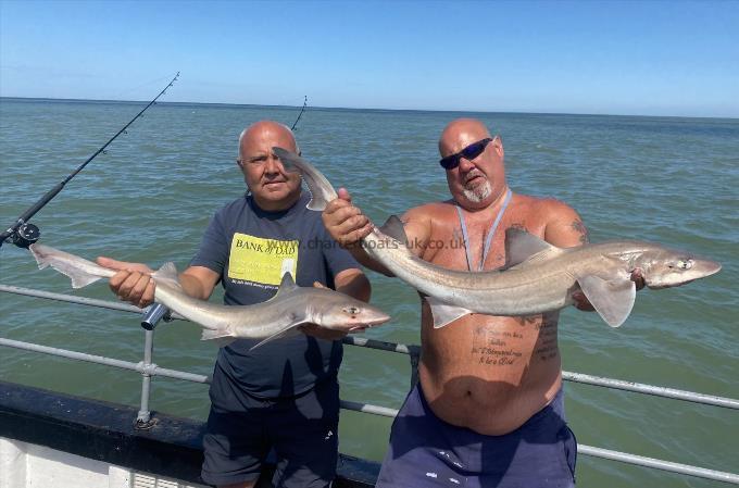 8 lb Smooth-hound by Unknown