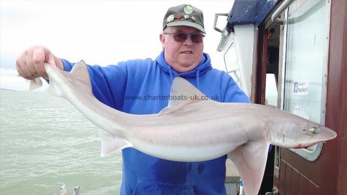 13 lb Starry Smooth-hound by Big nige