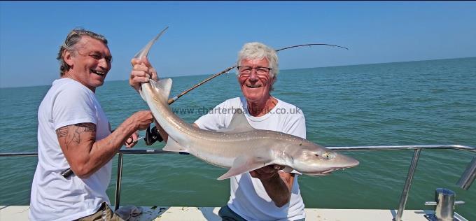 10 lb Starry Smooth-hound by Pete