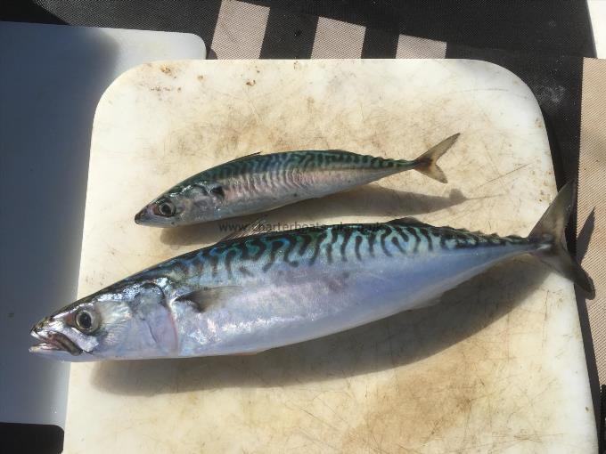 1 lb 8 oz Mackerel by Unknown