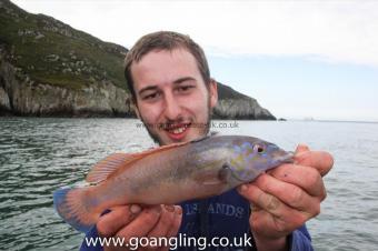 1 lb Cuckoo Wrasse by Jon