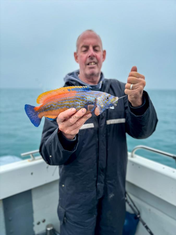 1 lb Cuckoo Wrasse by Carey North