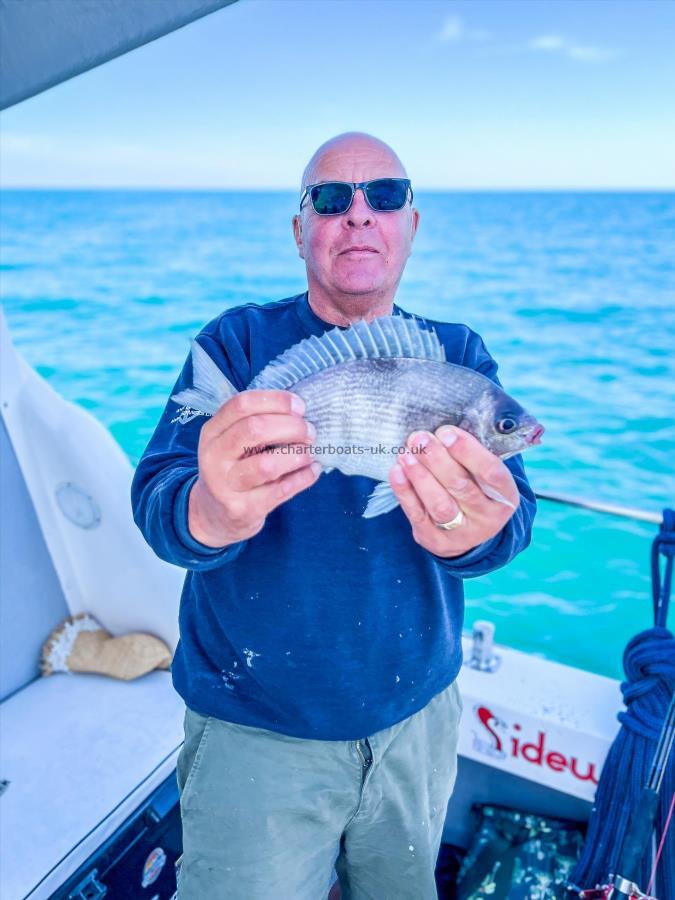 1 lb Black Sea Bream by Unknown