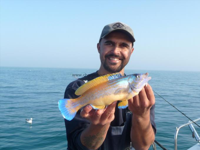 1 lb Cuckoo Wrasse by Jay