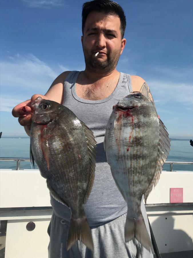 2 lb 11 oz Black Sea Bream by Unknown