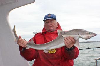 10 lb Starry Smooth-hound by Happy Colin