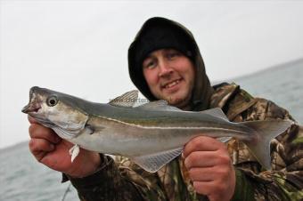 2 lb Coalfish (Coley/Saithe) by Rich