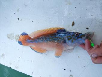 1 lb 6 oz Cuckoo Wrasse by Unknown