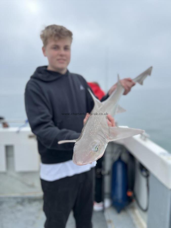 8 lb Starry Smooth-hound by Jayden Wicks