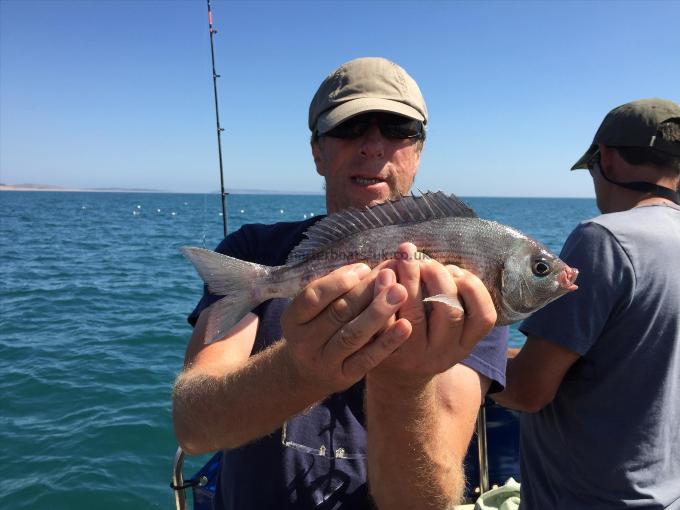 2 lb 8 oz Black Sea Bream by Tony ex-postie