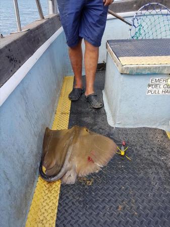 20 lb Stingray (Common) by Aaron