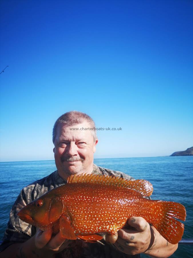 4 lb 2 oz Ballan Wrasse by Unknown