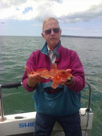 1 lb Red Gurnard by Andy Truelove