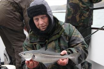 1 lb 8 oz Coalfish (Coley/Saithe) by Rob