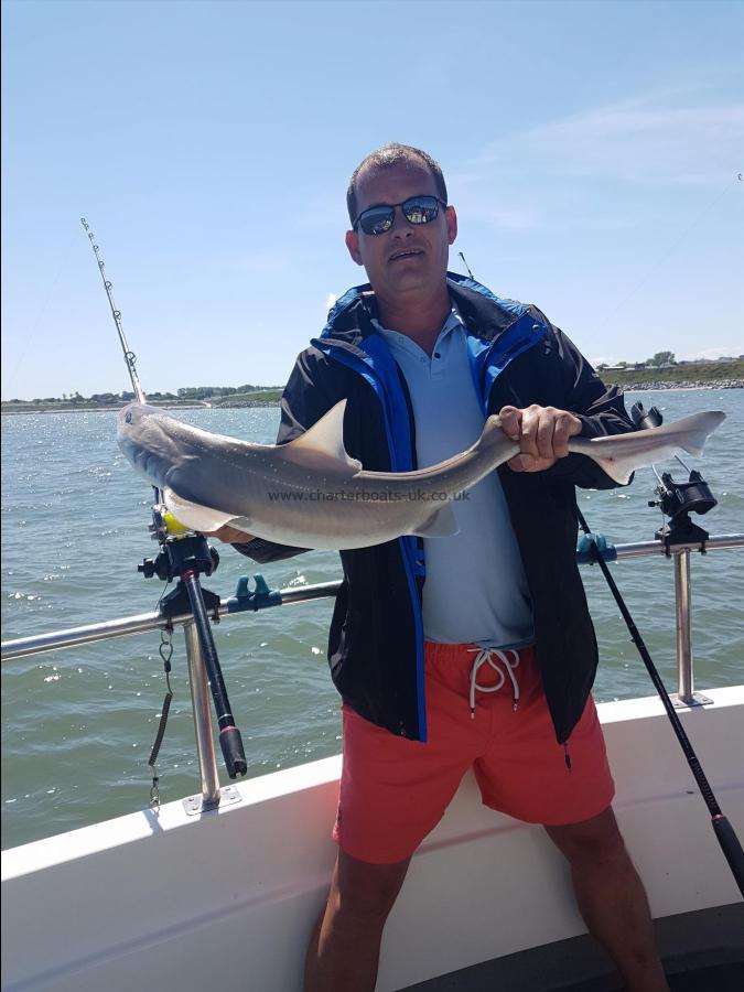 7 lb Starry Smooth-hound by Attila