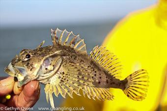 6 oz Short-spined Sea Scorpion by Mark