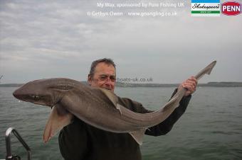 20 lb Starry Smooth-hound by Steve