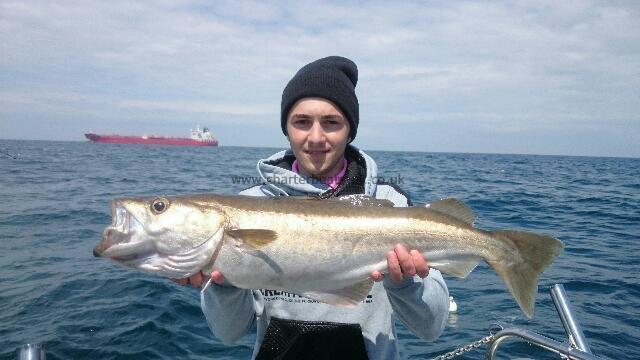 11 lb 8 oz Pollock by Unknown