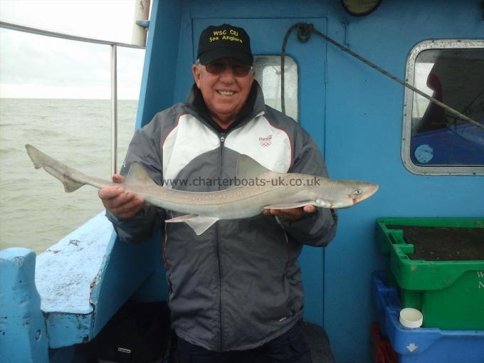 6 lb Starry Smooth-hound by WestGate fishing club
