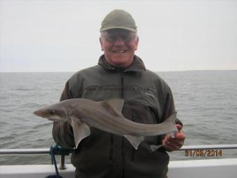 6 lb Smooth-hound (Common) by Unknown