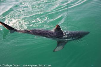 100 lb Porbeagle by Kris