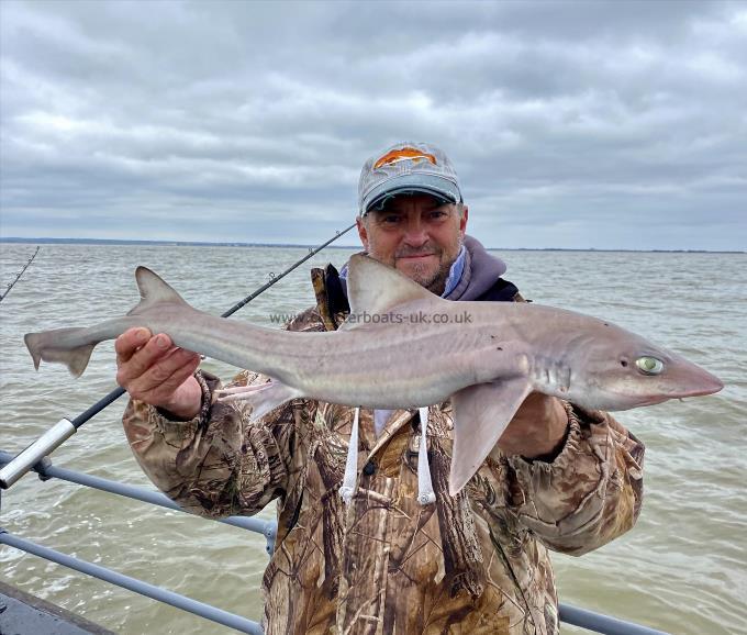 6 lb Smooth-hound (Common) by Unknown