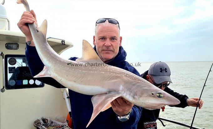 18 lb 4 oz Starry Smooth-hound by Phil